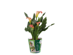 ZANTEDESCHIA Calla planten in een decoratieve pot.