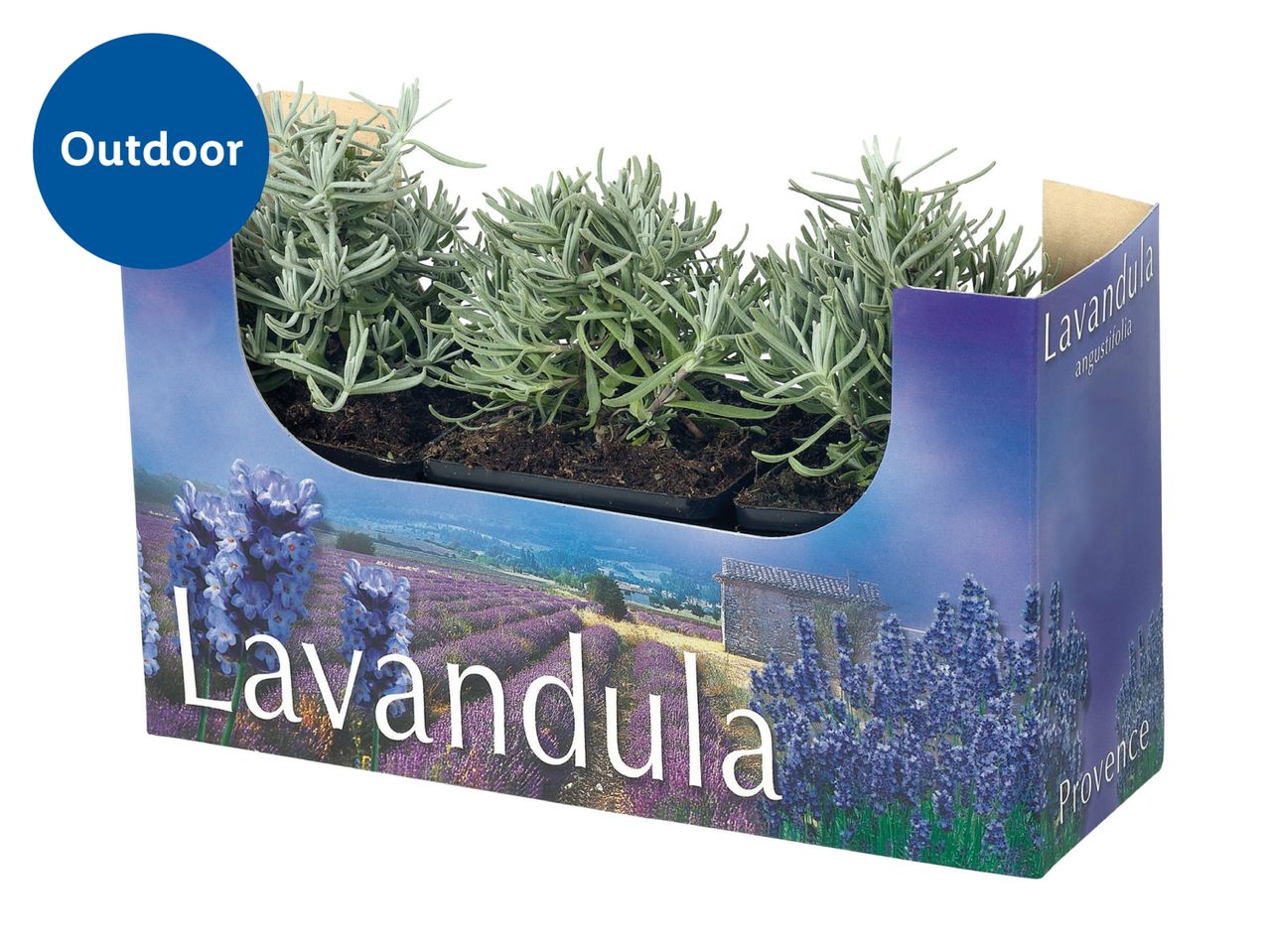 Lavandula angustifolia in pot, for outdoor use.