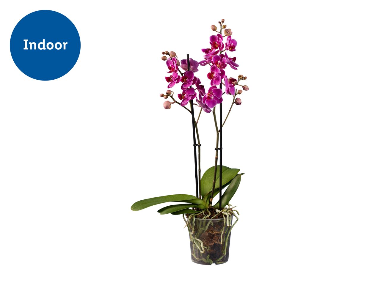 Indoor orchid with vibrant pink flowers in a clear pot.