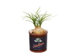 Planta em vaso com design de lata de sardinhas.