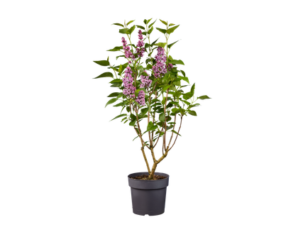 Lilas double