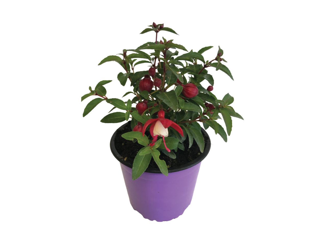 A potted fuchsia plant with red and white flowers.
