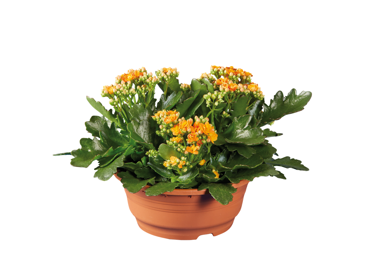 Plante de Kalanchoe dans un pot terracotta.
