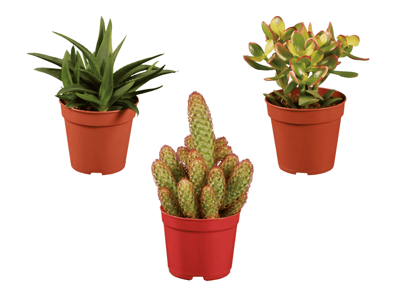 Kolme ruukkukasvia: aloe vera, kaktus ja rahapuu.