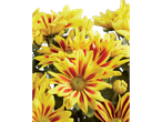 Gros plan sur des chrysanthèmes jaunes à rayures rouges.