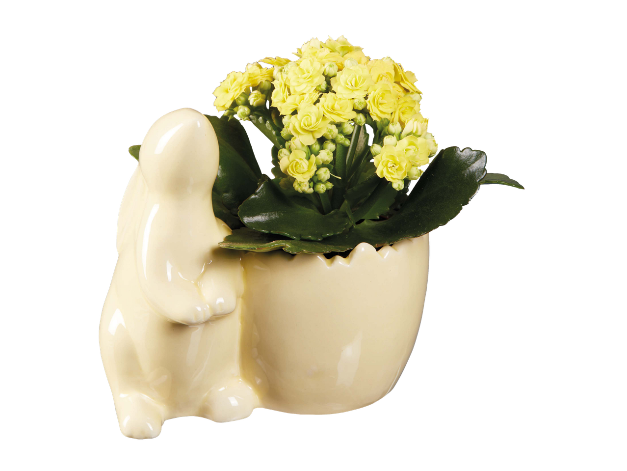 Kalanchoe em Vaso de Cerâmica Páscoa