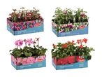 Fire kasser med fuchsia og pelargonium planter i forskellige farver, klar til udendørs brug.