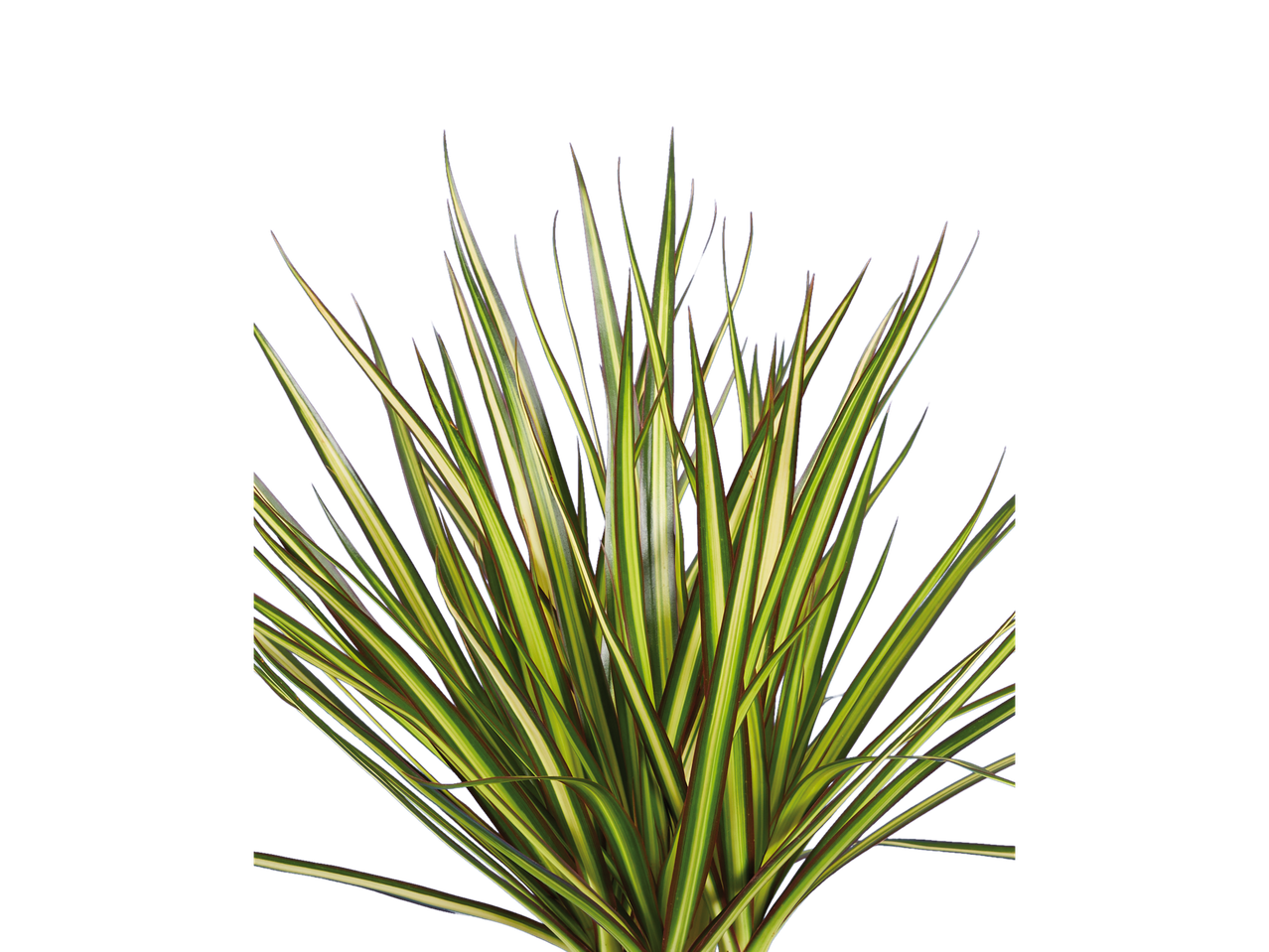 Planta decorativa com folhas longas, verdes, com listras brancas e vermelhas.