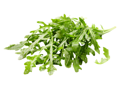 Rucola