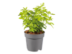 Plant in gray pot: lush green plant.
