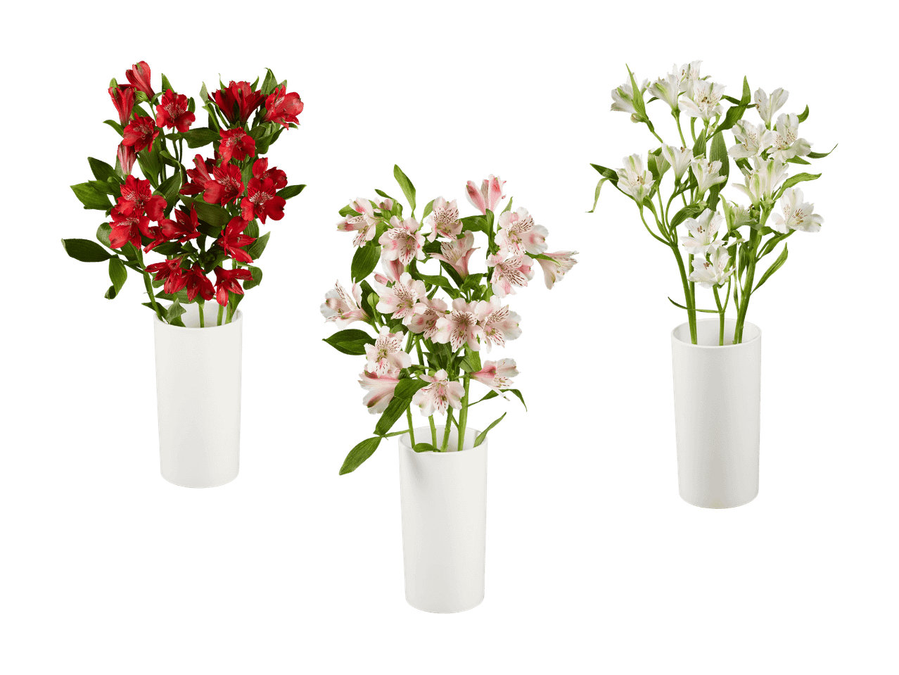 Drei Sträuße Alstroemeria-Blumen: rot, rosa und weiß, in weißen Vasen.