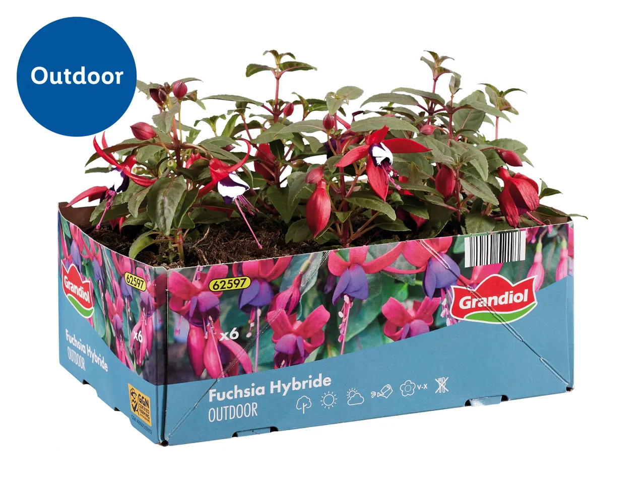 Box of outdoor fuchsia hybrid plants with red and purple flowers.