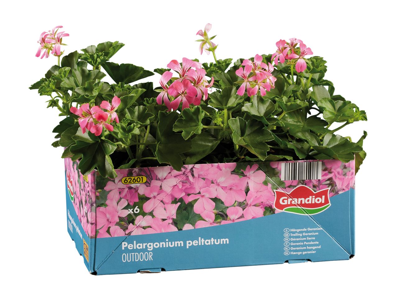 Pink trailing geraniums in a blue and pink box, labeled 'Pelargonium peltatum OUTDOOR'.