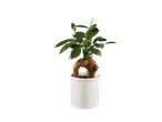 Ficus em vaso branco.
