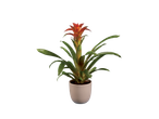 Planta de bromélia em vaso com flores laranja.