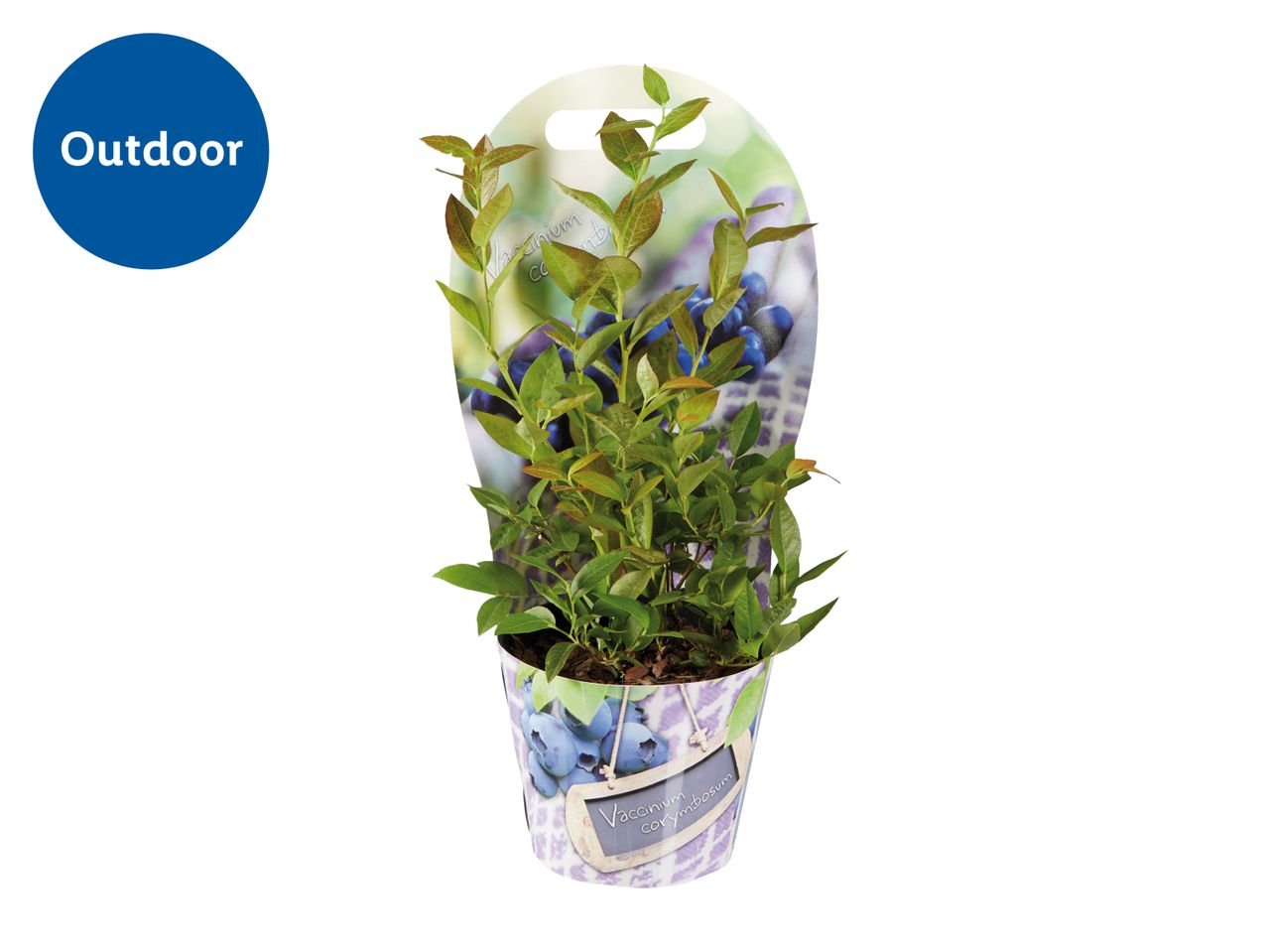 Blueberry plant in a decorative pot with a tag, labeled 'Outdoor'.