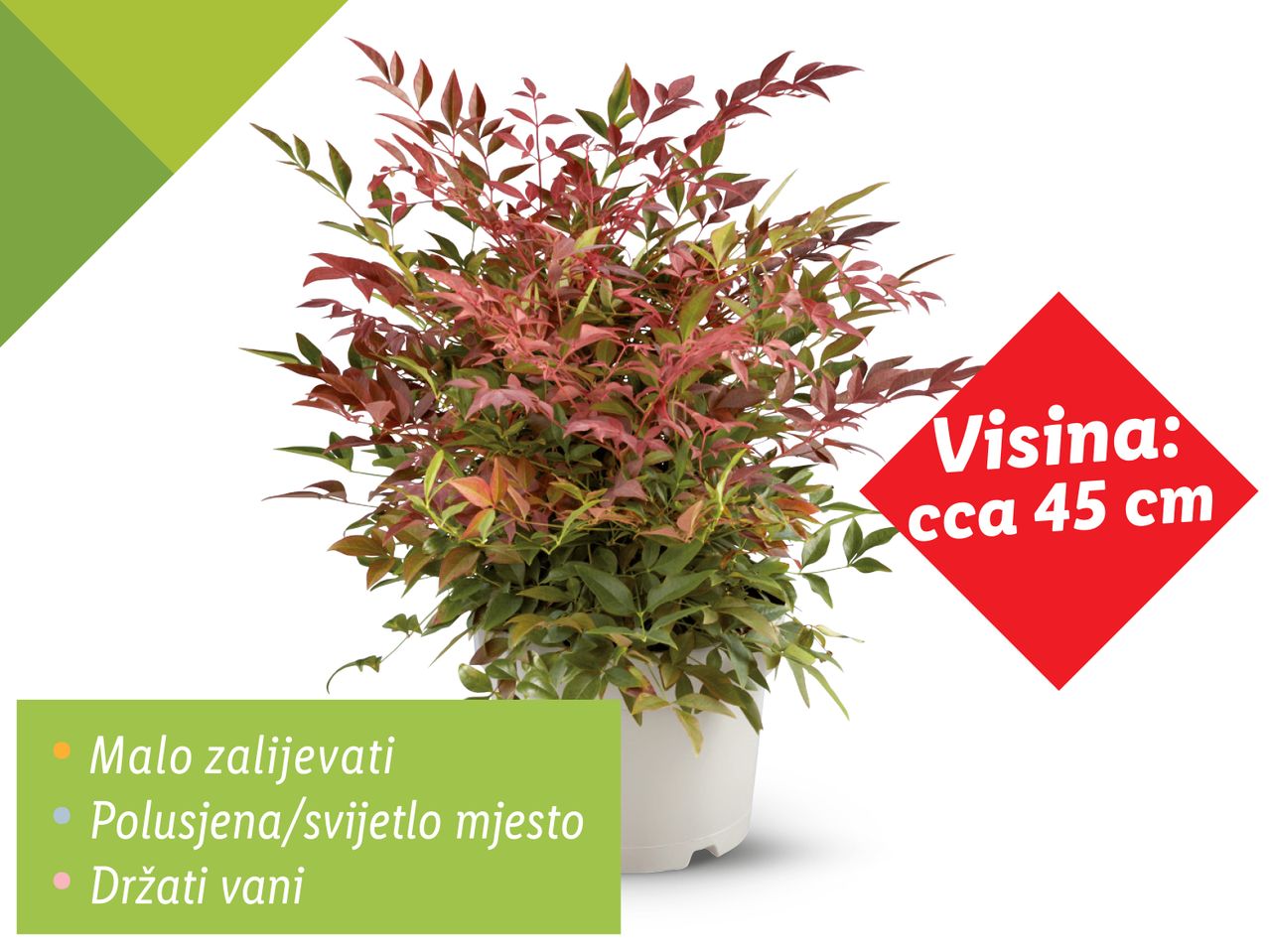 Njegovana biljka Nandina domestica u saksiji, visoka oko 45 cm, za polusjenovita mjesta.