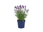 Lavendelplant in een blauwe pot