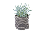 A cosy indoor plant in a black and white patterned pot.