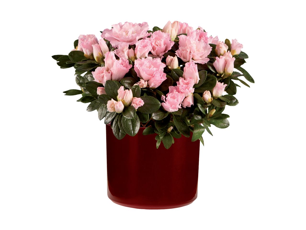 Go to full screen view: Cyclamen/​Azalea in Pot - Image 4