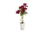 Clematis plant met donkerroze bloemen in een witte pot