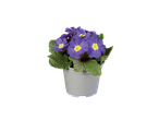 Paarse primula's in een grijze pot.