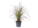 Purple grass in a pot.