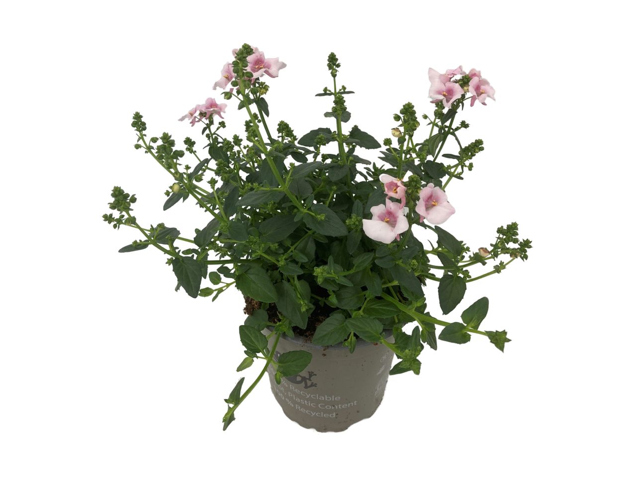 En potteplante med lyserøde blomster og grønne blade, i en genanvendelig potte.