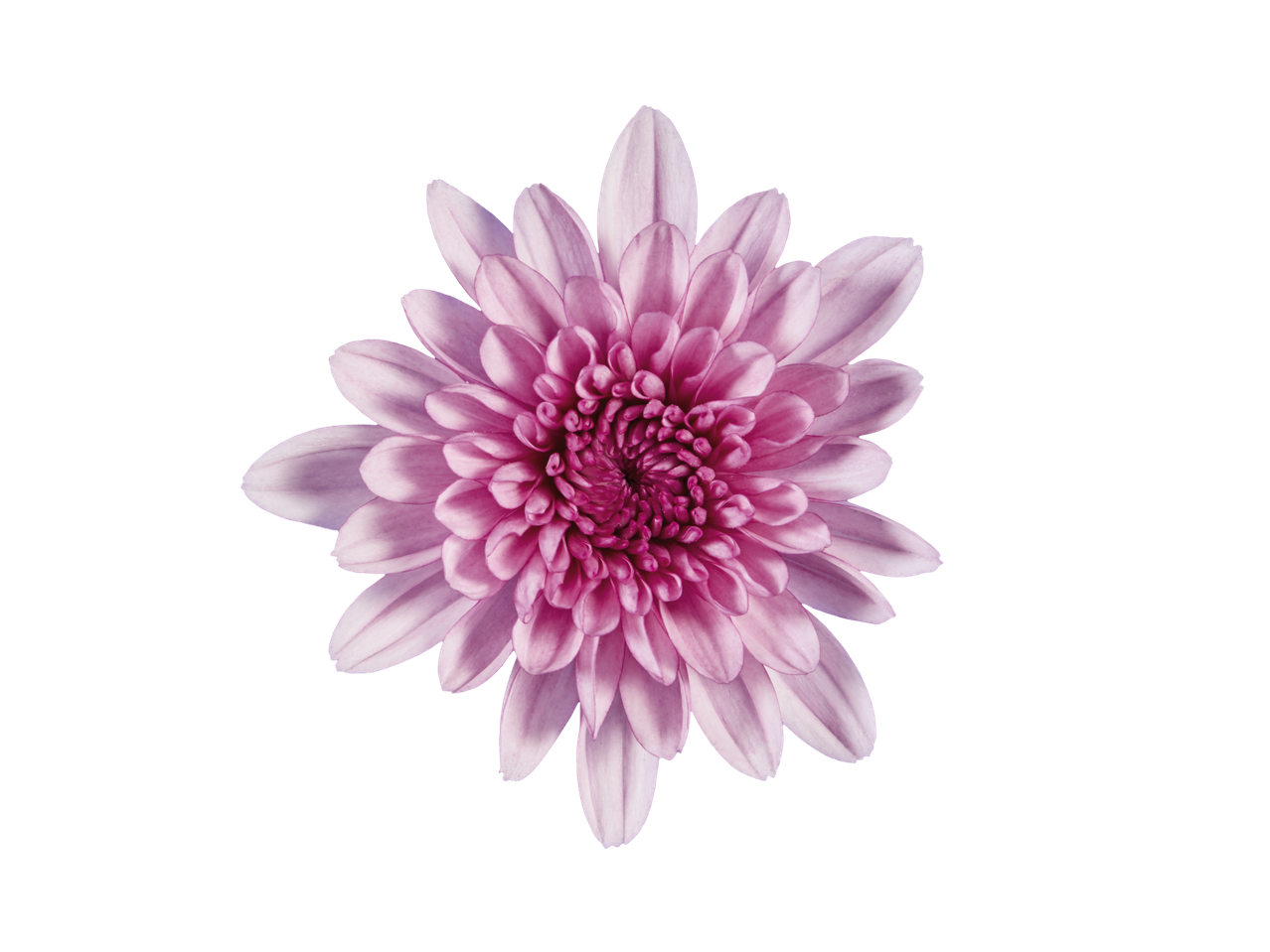 Uma flor de crisântemo rosa em fundo preto.