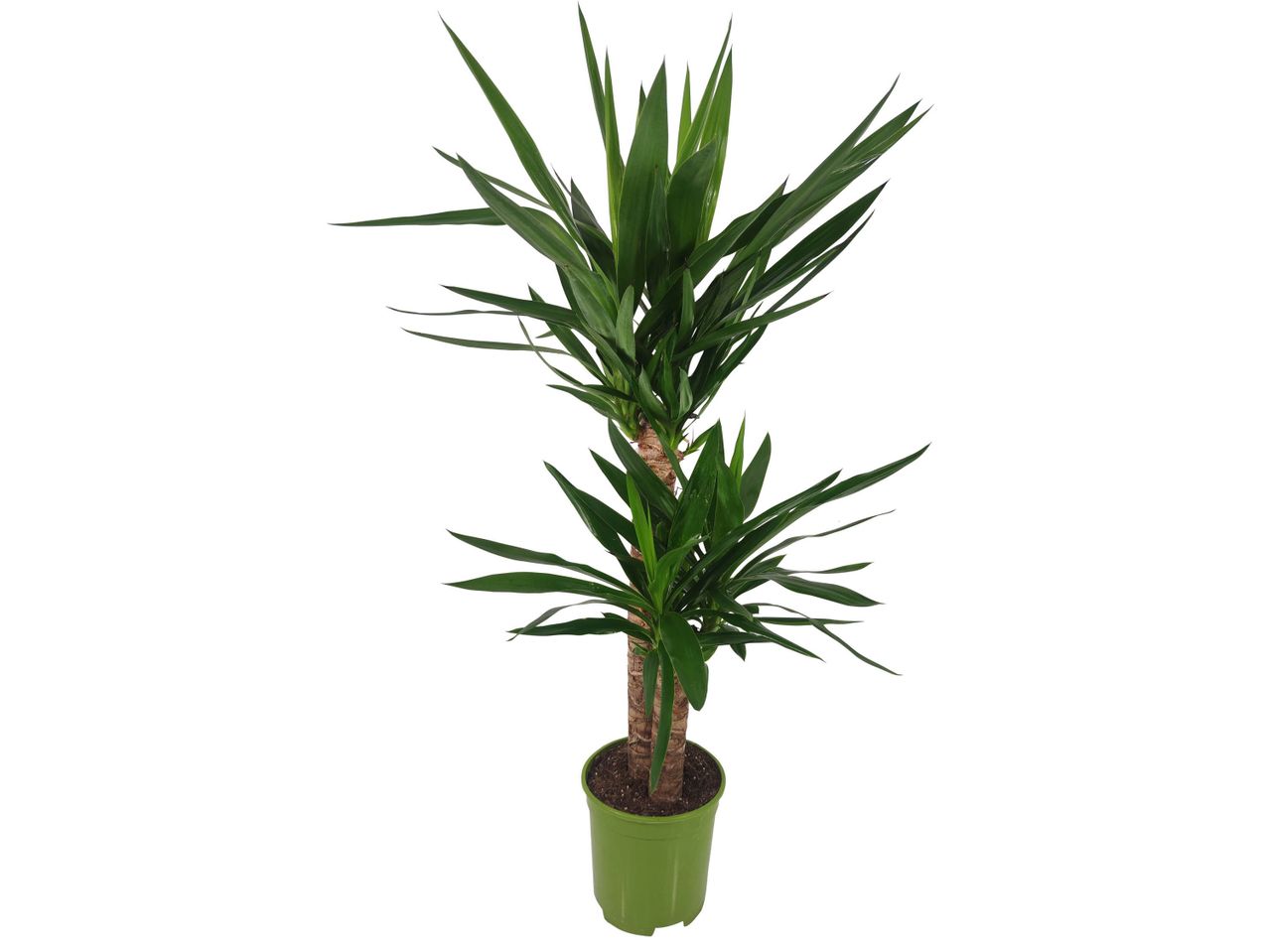 Pianta di Yucca in vaso verde.