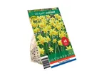 En pakke med Narcissus 'Tête à Tête' blomsterløg fra Holland Selection.