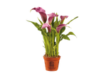 Potted pink calla lilies with green leaves, in a brown pot with a certification label.