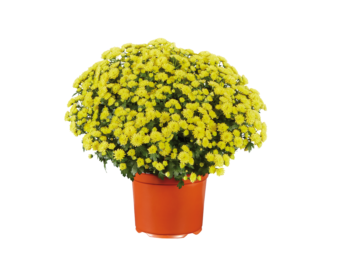 A vibrant yellow garden mum plant in an orange pot.