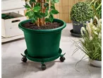 Plantă mare într-un ghiveci verde pe un suport cu roți, alături de alte plante.