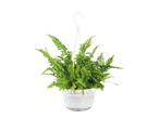 Fern in a hanging white pot.