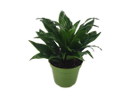 A vibrant green houseplant in a matching green pot, set against a black background.
