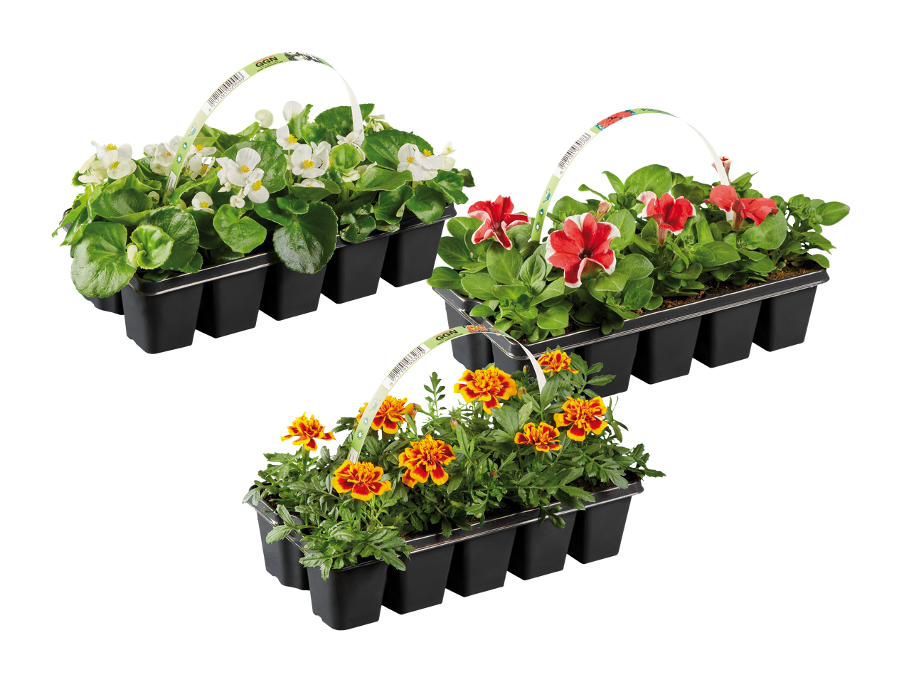 Trije pladnji s sadikami cvetja: bele begonije, rdeče petunije in oranžne žametnice.