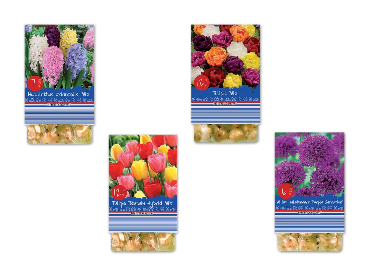 Blumenzwiebeln von Holland Selection, darunter Hyazinthen, Tulpen und Allium.