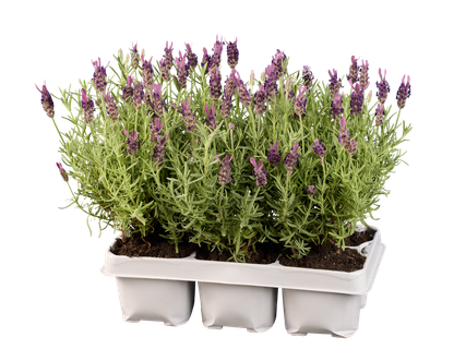 Lavendel stoechas