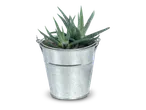 Een groene Haworthia-vetplant in een zilverkleurige metalen emmer.