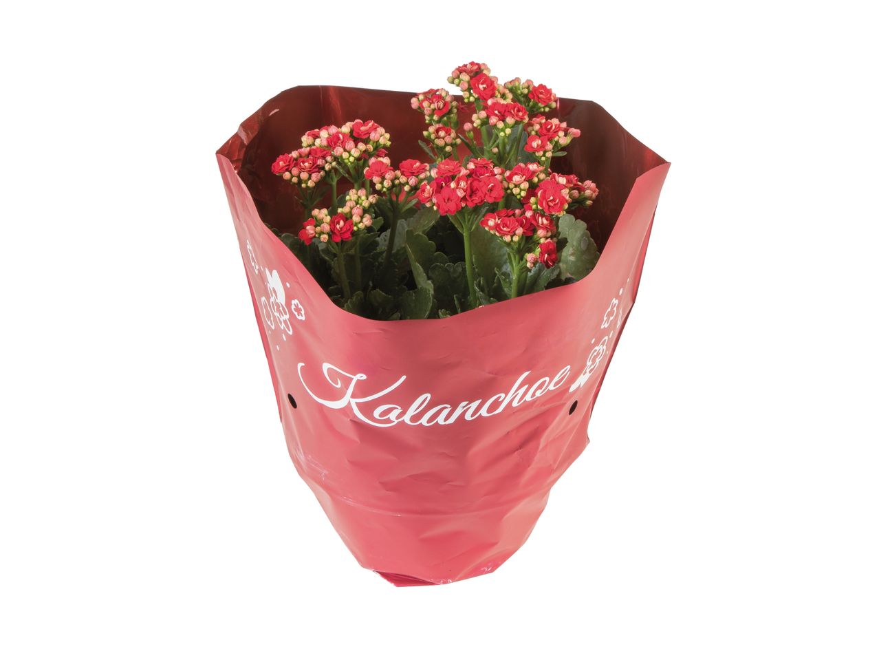 O plantă Kalanchoe roșie într-un ghiveci roșu.