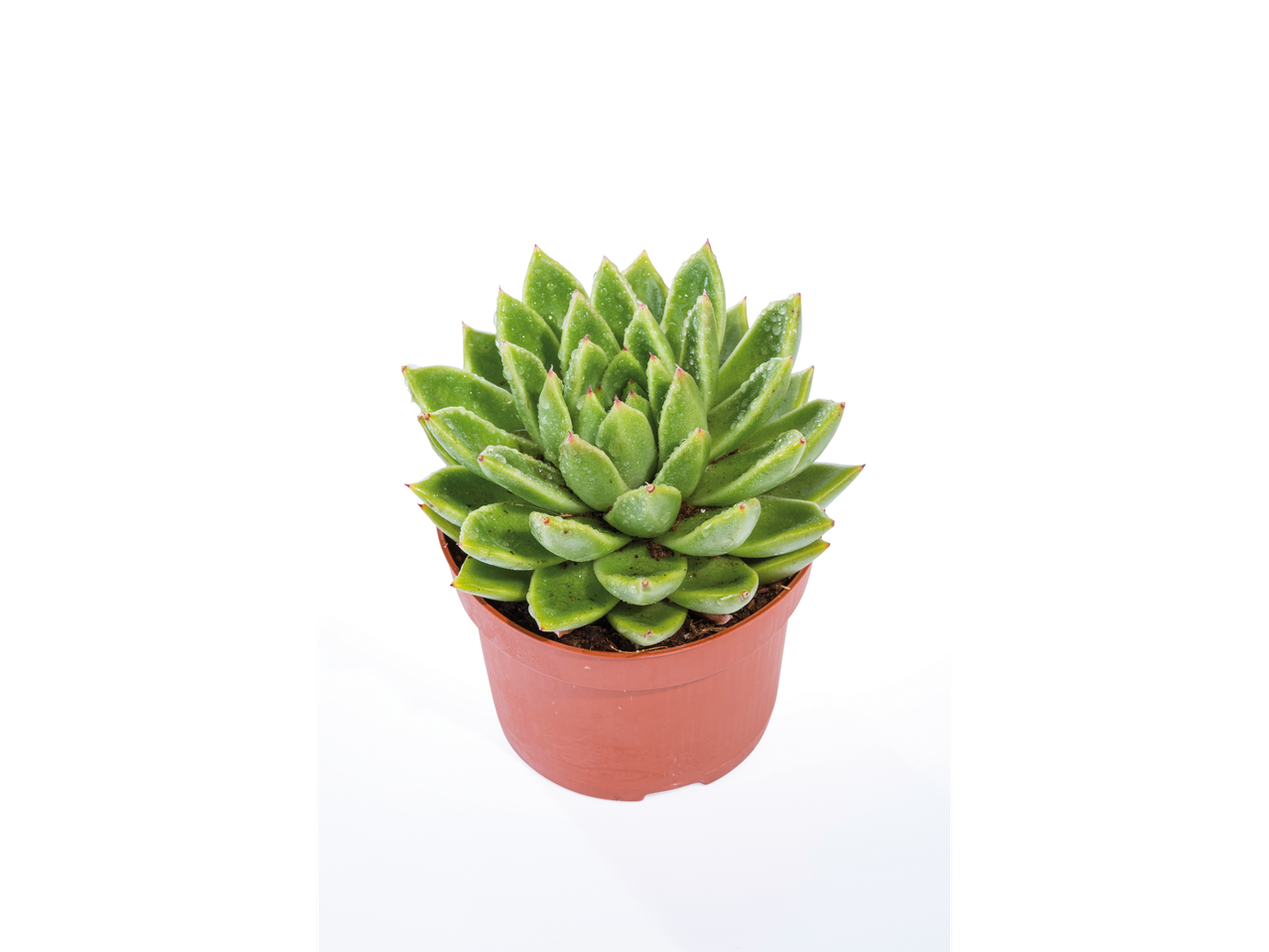 Suculenta verde em vaso marrom sobre fundo branco