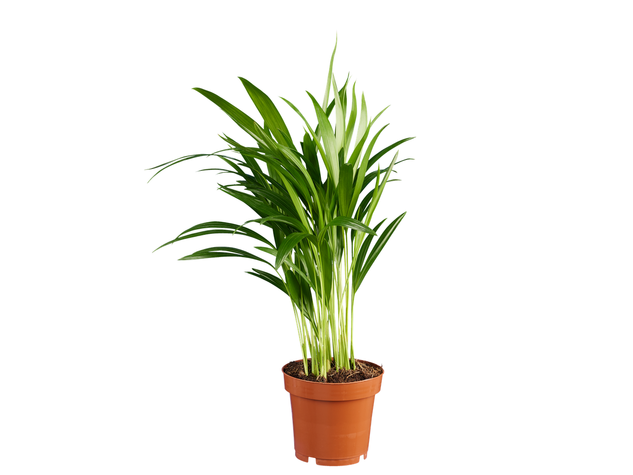 Bambuspalm in een bruine pot op een zwarte achtergrond.