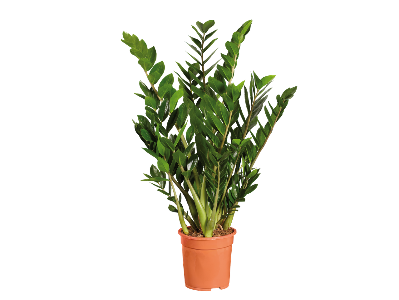 Planta Zamioculcas zamiifolia em um vaso laranja.