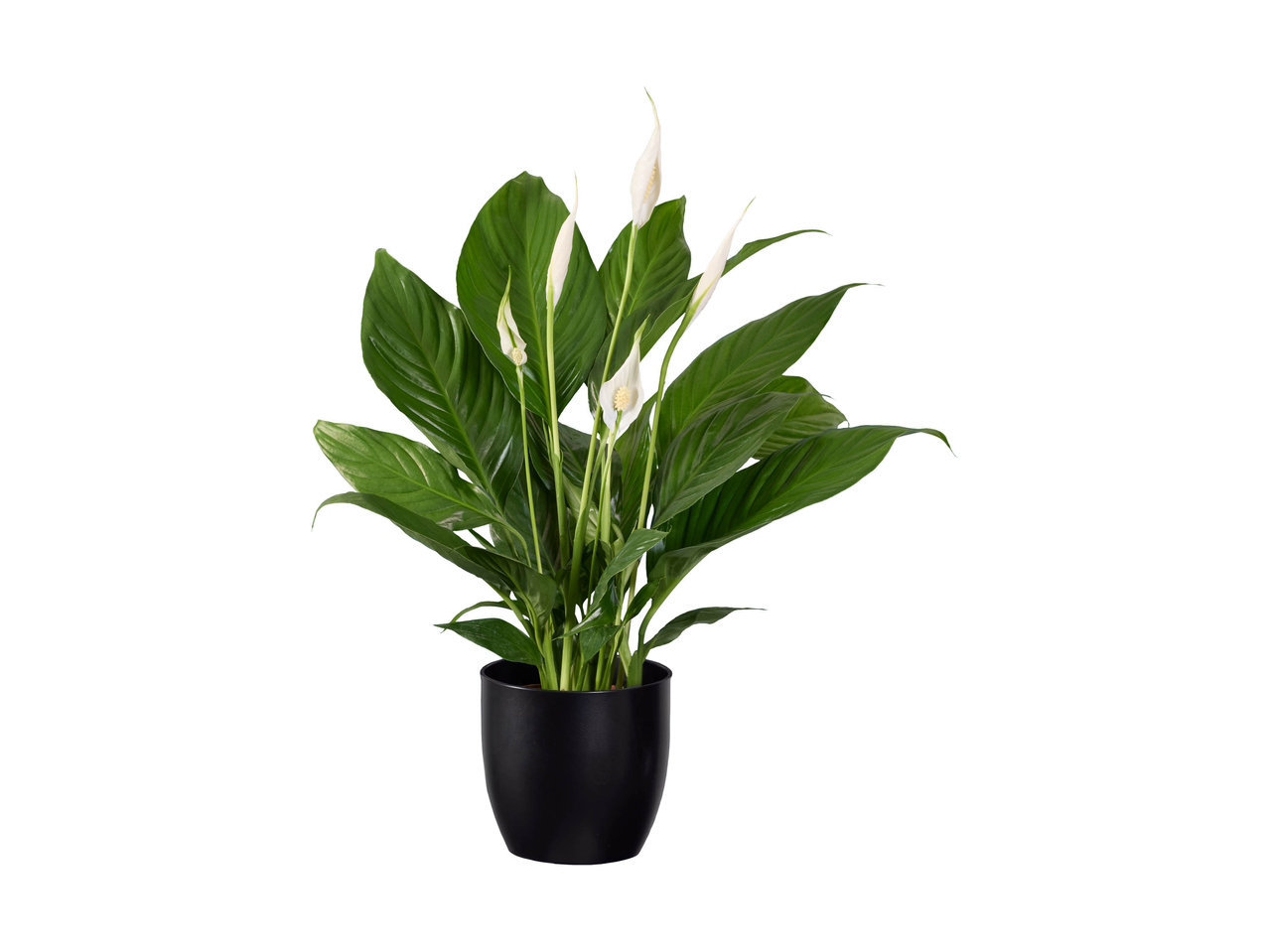Peace lily plant with white flowers in a black pot.