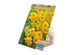Pack of 10 Narcissus 'Martinette' flower bulbs