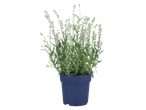Witte lavendelplant in pot.