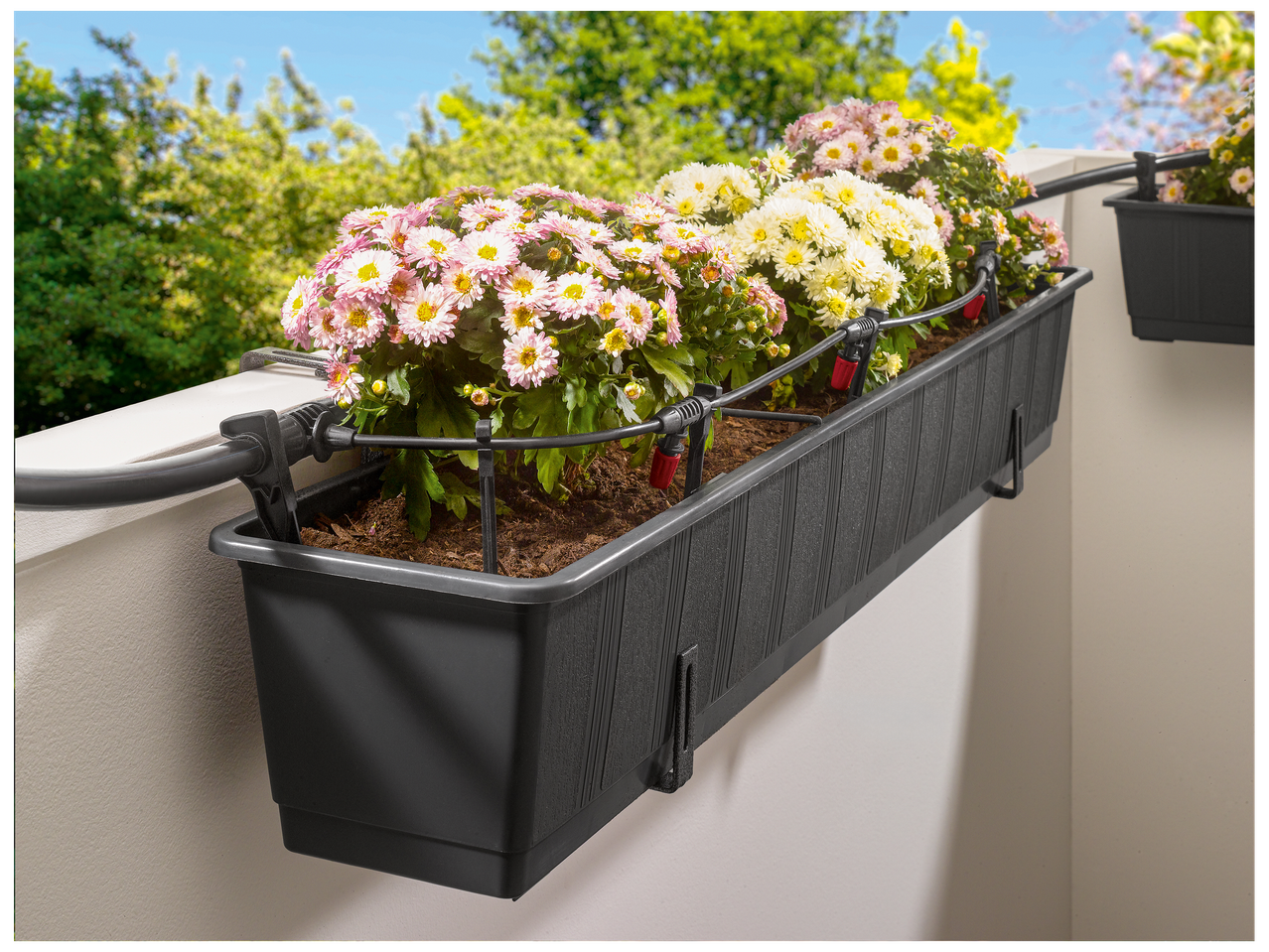 Jardinière de balcon noire avec des chrysanthèmes roses et blancs et un système d'arrosage goutte à goutte.