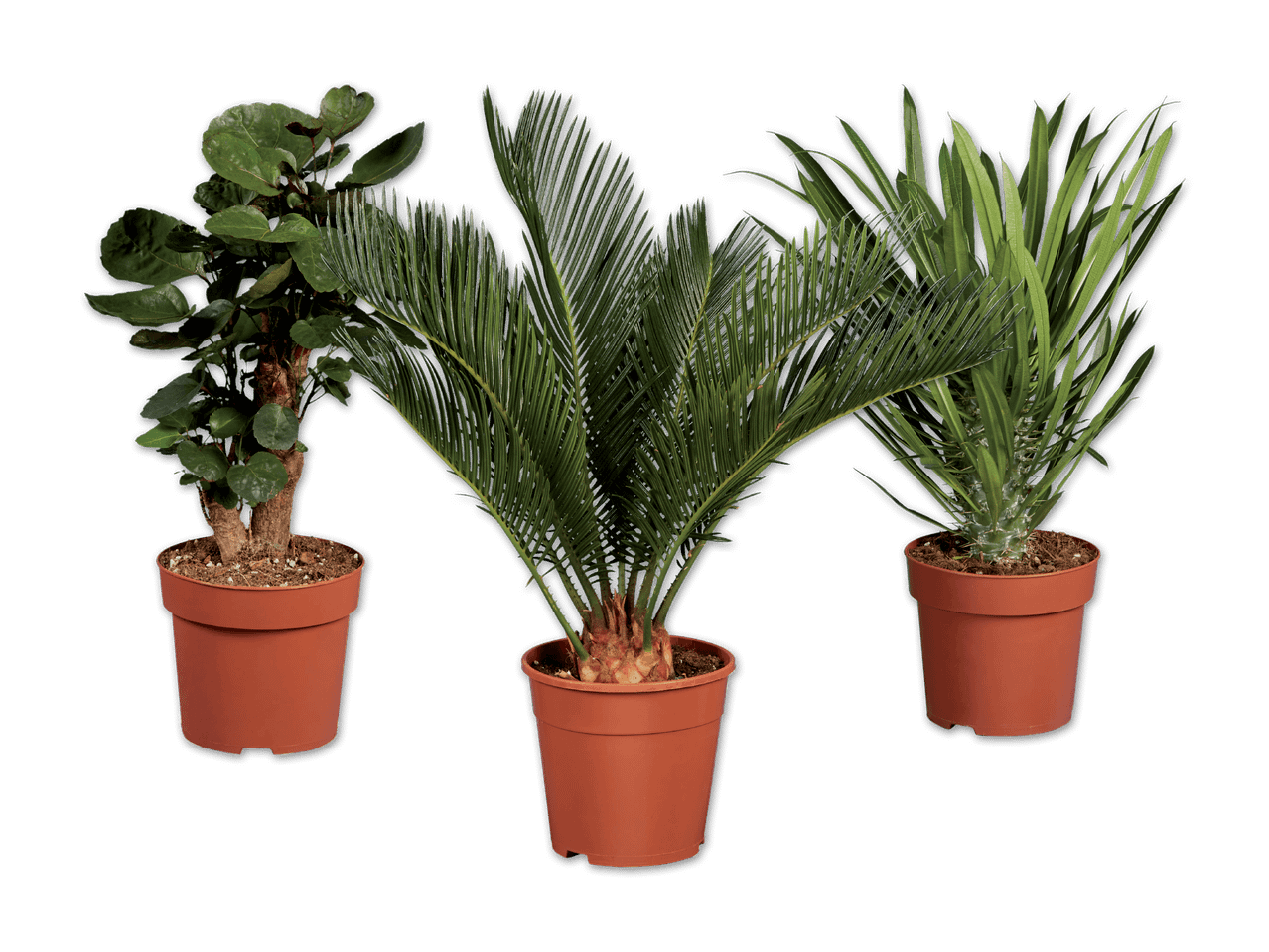Drei Topfpflanzen: eine Aralie, ein Sagopalmfarn und eine Madagaskar-Palme.