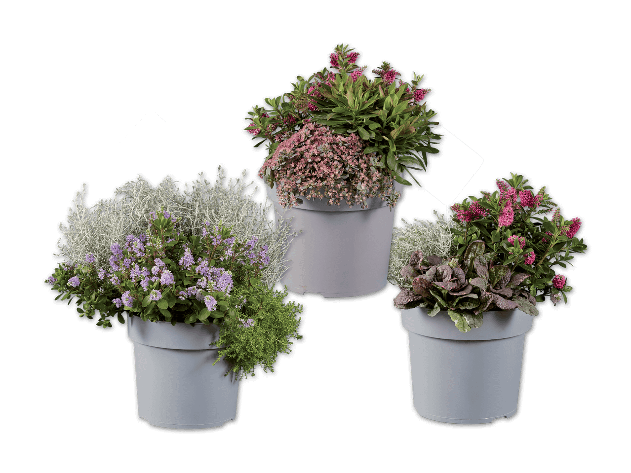 Drei graue Blumentöpfe mit verschiedenen Pflanzen, darunter lila und rosa Blüten.